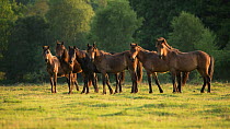 Six yearling New Forest colts and fillies standing, in the New Forest National Park, Hampshire, England, July 2013.
