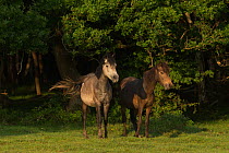 Two New Forest mares standing, in the New Forest National Park, Hampshire, England, July 2013.