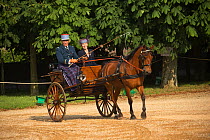Man in military parade uniform and his wife driving cart, in the Cour D'Honneur, at Le Pin-au-Haras, Orne, Lower Normandy, France. July 2013