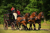 The drivingr (in black) and grooms (in red) from the Haras Du Pin, France's oldest national stud, driving three Norman Cob, harnessed to an omnibus, on the Avenue Louis XIV, at Le Pin-au-Haras, Orne,...