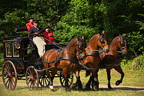 The drivingr (in black) and grooms (in red) from the Haras Du Pin, France's oldest national stud, driving three Norman Cob, harnessed to an omnibus, on the Avenue Louis XIV, at Le Pin-au-Haras, Orne,...