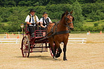 A traditionally dressed couple drivings a Norman Cob, at the Haras Du Pin, France's oldest national stud, at Le Pin-au-Haras, Orne, Lower Normandy, France. July 2013