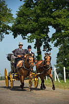 A traditionally dressed gentleman and his family driving two Fjord mares, harnessed to a Bern chair, on the property of the Haras Du Pin, France's oldest national stud, at Le Pin-au-Haras, Orne, Lower...