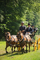 A traditionally dressed gentleman and his family driving two Fjord mares, harnessed to a Bern chair, in the woods of the Haras Du Pin, France's oldest national stud, at Le Pin-au-Haras, Orne, Lower No...
