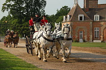 The drivingr (in black) and grooms (in red) from the Haras Du Pin, France's oldest national stud, driving four Percheron horses, harnessed to a brake, in the Cour D'Honneur, at Le Pin-au-Haras, Orne,...