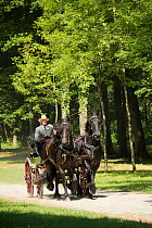 A traditionally dressed couple drivings a Friesian mare and a Friesian stallion, harnessed to a phaeton, in the woods of the Haras Du Pin, France's oldest national stud, at Le Pin-au-Haras, Orne, Lowe...