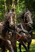 A Friesian mare and a Friesian stallion are drivingn in the woods of the Haras Du Pin, France's oldest national stud, at Le Pin-au-Haras, Orne, Lower Normandy, France. July 2013
