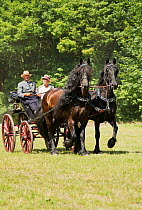 A traditionally dressed couple drivings a Friesian mare and a Friesian stallion, harnessed to a phaeton, on the Avenue Louis XIV of the Haras Du Pin, France's oldest national stud, at Le Pin-au-Haras,...