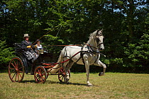 A traditionally dressed couple drivings an Andalusian stallion, harnessed to a horse drawn cart, on the Avenue Louis XIV of the Haras Du Pin, France's oldest national stud, at Le Pin-au-Haras, Orne, L...