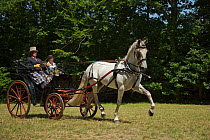 A traditionally dressed couple drivings an Andalusian stallion, harnessed to a horse drawn cart, on the Avenue Louis XIV of the Haras Du Pin, France's oldest national stud, at Le Pin-au-Haras, Orne, L...