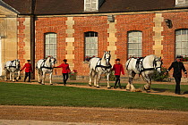 The drivingr (in black) and grooms (in red) from the Haras Du Pin, France's oldest national stud, present four Percheron horses, in the Cour D'Honneur, at Le Pin-au-Haras, Orne, Lower Normandy, France...