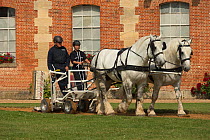 A drivingr and a groom driving two Percheron horses, harnessed to an utility cart, in the Cour D'Honneur of the Haras Du Pin, France's oldest national stud, at Le Pin-au-Haras, Orne, Lower Normandy, F...