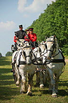 The drivingr (in black) and grooms (in red) from the Haras Du Pin, France's oldest national stud, driving four Percheron horses, harnessed to a brake, on the Avenue Louis XIV, at Le Pin-au-Haras, Orne...