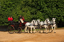 The drivingr (in black) and grooms (in red) from the Haras Du Pin, France's oldest national stud, driving four Percheron horses, harnessed to a break, in the Cour D'Honneur, at Le Pin-au-Haras, Orne,...