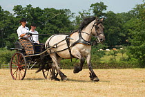A traditionally dressed couple drivings a Mulassier Poitevin filly, at the Haras Du Pin, France's oldest national stud, at Le Pin-au-Haras, Orne, Lower Normandy, France. July 2013