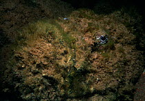 Venomous Arabian stonefish (Syenceia nana) rests on the bottom of the Red Sea floor, Eilat, Israel, Egypt