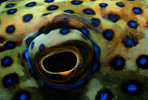 Eye of a Peacock grouper (Cephalopholis argus) Red Sea, Egypt.