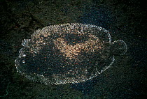 Peacock flounder (Bothus lunatus) on the sea floor of Lembeh Strait, Celebes Sea, Sulawesi, Indonesia.