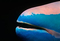 Close up of mouth of a Stoplight parrotfish (Sparisoma viride) Bahamas, Caribbean