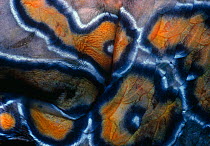 Close-up of skin of a Hieroglyphic hawkfish (Cirrhitus rivulatus). Cocos Island, Costa Rica, Pacific Ocean.