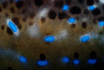 Close-up of skin scrawled filefish (Aluterus scripta). Cocos Island, Costa Rica, Pacific Ocean