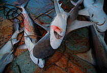 Sand Tiger (Carcharias taurus) and Sandbar (Carcharhinus plumbeus) sharks, caught for fins, Exmouth, Australia, Indian Ocean
