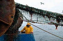 Fisherman hauling back trawler net on fishing trawler. Stellwagen Banks, New England, United States, North Atlantic Ocean Model released.
