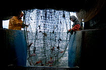 Fishermen hauling back trawler net on fishing trawler. Stellwagen Banks, New England, United States, North Atlantic Ocean Model released.