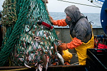 Fishing trawler hauls in net full of Atlantic Cod (Gadus morhua), Yellowtail Flounder (Limanda ferruginea) and American lobster (Homarus americanus). Stellwagen Banks, New England, United States, Nort...
