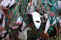 Trawler net full of Spiny Dogfish Shark (Squalus acanthias), Yellowtail Flounder (Limanda ferruginea), Atlantic Cod (Gadus morhua), and Little Skate (Leucoraja erinacea). Stellwagen Banks, New England...