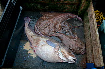 Goosefish (Lophius americanus) and Red Hake fish (Urophycis chuss) on deck of fishing trawler. Stellwagen Banks, New England, United States, North Atlantic Ocean