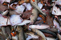 Atlantic Cod (Gadus morhua), Yellowtail Flounder (Limanda ferruginea), American lobster (Homarus americanus) and Little Skate (Leucoraja erinacea) on deck of fishing trawler. Stellwagen Banks, New Eng...