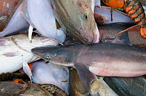 Spiny Dogfish Shark (Squalus acanthias), Atlantic Cod (Gadus morhua) Little Skate (Leucoraja erinacea) and American lobster (Homarus americanus) on deck of fishing trawler. Stellwagen Banks, New Engla...