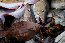 Atlantic Cod (Gadus morhua), Yellowtail Flounder (Limanda ferruginea) and American lobster (Homarus americanus) on deck of fishing trawler. Stellwagen Banks, New England, United States, North Atlantic...