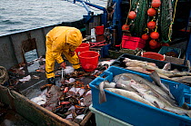 Fisherman sorts catch of Little Skate (Leucoraja erinacea), American lobster (Homarus americanus), Yellowtail Flounder (Limanda ferruginea) and Atlantic Cod (Gadus morhua) on deck of fishing trawler....