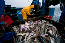Fisherman sorts catch of Atlantic Cod (Gadus morhua) and Little Skate (Leucoraja erinacea) on deck of fishing trawler. Stellwagen Banks, New England, United States, North Atlantic Ocean Model released...