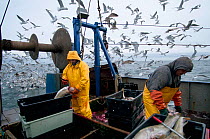Fishermen clean Atlantic Cod (Gadus morhua) on deck of fishing trawler, with herring gulls (Larus argentatus) flocking in the background. Stellwagen Banks, New England, United States, North Atlantic O...