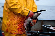 Fisherman cleans Atlantic Cod (Gadus morhua) on deck of fishing trawler. Stellwagen Banks, New England, United States, North Atlantic Ocean Model released.
