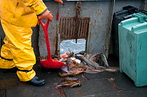 Fisherman shoveling bycatch of American lobster (Homarus americanus), Atlantic Cod (Gadus morhua) and Little Skate (Leucoraja erinacea) overboard. Stellwagen Banks, New England, United States, North A...