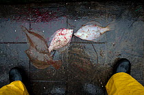 Bycatch of Yellowtail Flounder (Limanda ferruginea) on deck of fishing trawler. Stellwagen Banks, New England, United States, North Atlantic Ocean Model released.