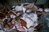 Bycatch of American lobster (Homarus americanus), Brown Crab (Cancer pagurus), Little Skate (Leucoraja erinacea), Yellowtail Flounder (Limanda ferruginea) and Northern Sea Star (Asterias rubens) on de...