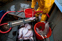 Fisherman measures undersized Yellowtail Flounder (Limanda ferruginea) on deck of fishing trawler. Stellwagen Banks, New England, United States, North Atlantic Ocean