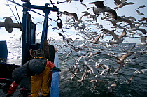 Herring Gull (Larus argentatus) feed on fishing trawler bycatch. Stellwagen Banks, New England, United States, North Atlantic Ocean