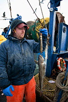 Fisheries inspector weighs undersized Atlantic Cod (Gadus morhua) on deck of fishing trawler. Stellwagen Banks, New England, United States, North Atlantic Ocean