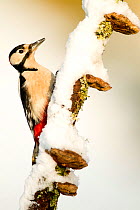 Great spotted woodpecker (Dendrocopos major) adult male on snow covered branch in winter, Dumfries and Galloway, Scotland, January