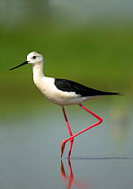 Black-winged stilt (Himantopus himantopus) male feeding in shallow water, Hungary. May