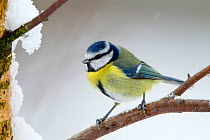 Blue tit (Cyanistes caeruleus) male perched on snow covered branch, West Yorkshire. January