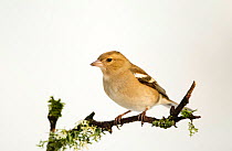 Chaffinch (Fringilla coelebs) female perched on twig with snowy background. Dumfries and Galloway, Scotland. January