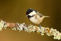 Coal tit (Parus ater britannicus) adult perched on lichen covered branch, Highland, Scotland. March.