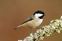 Coal tit (Parus ater britannicus) adult perched on lichen covered branch, Highland, Scotland. March.